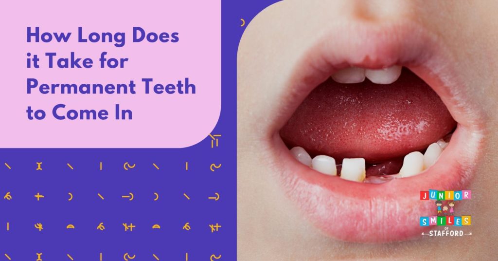 How Long Does it Take for Permanent Teeth to Come In? | Junior Smiles of Stafford